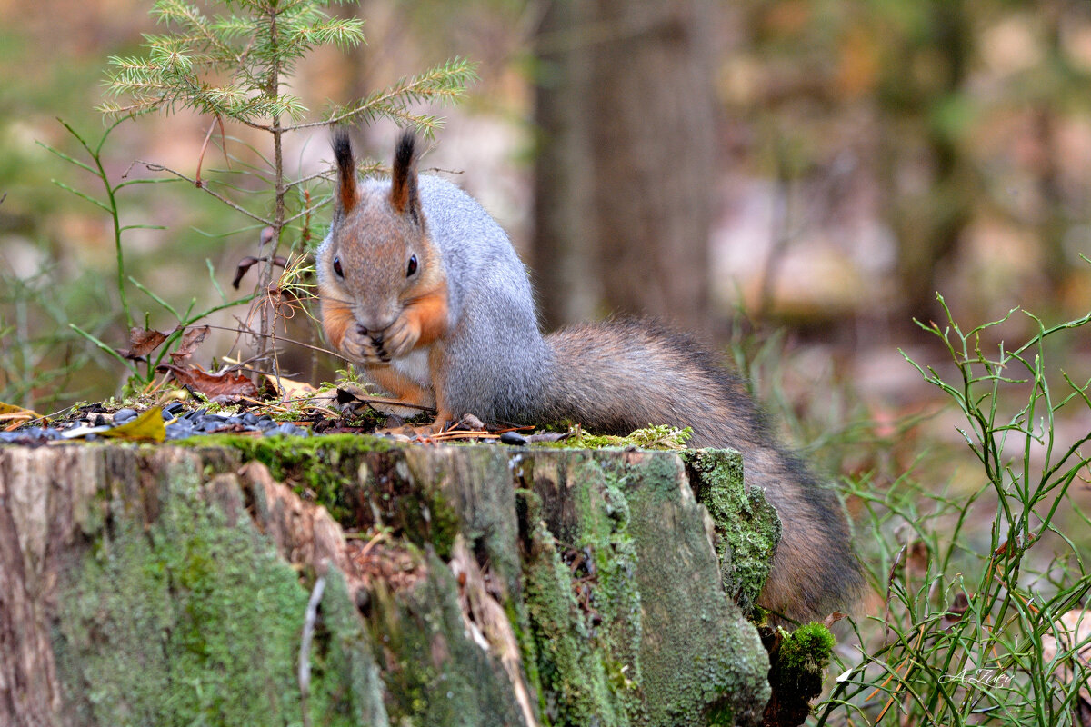 ** - Александр Зуев