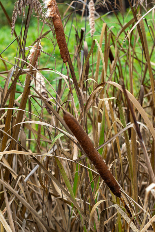 Камыш - Сергей Зонов