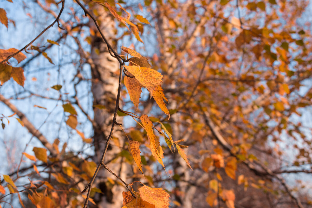 Вот-вот померкнут яркие цвета - Дмитрий Костоусов