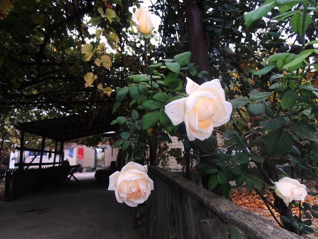 Октябрьский вечер - Наталья 