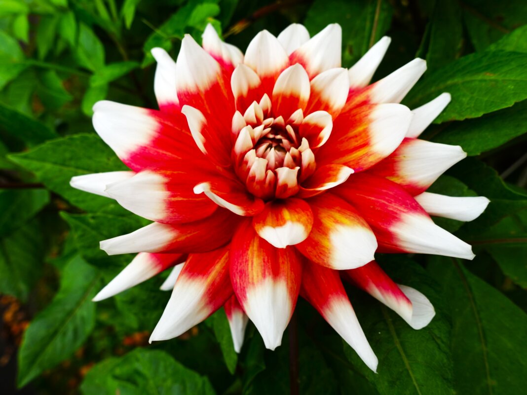 Георгин(а)-Король осени - Aida10 Георгин(а)-Король осени - Aida10