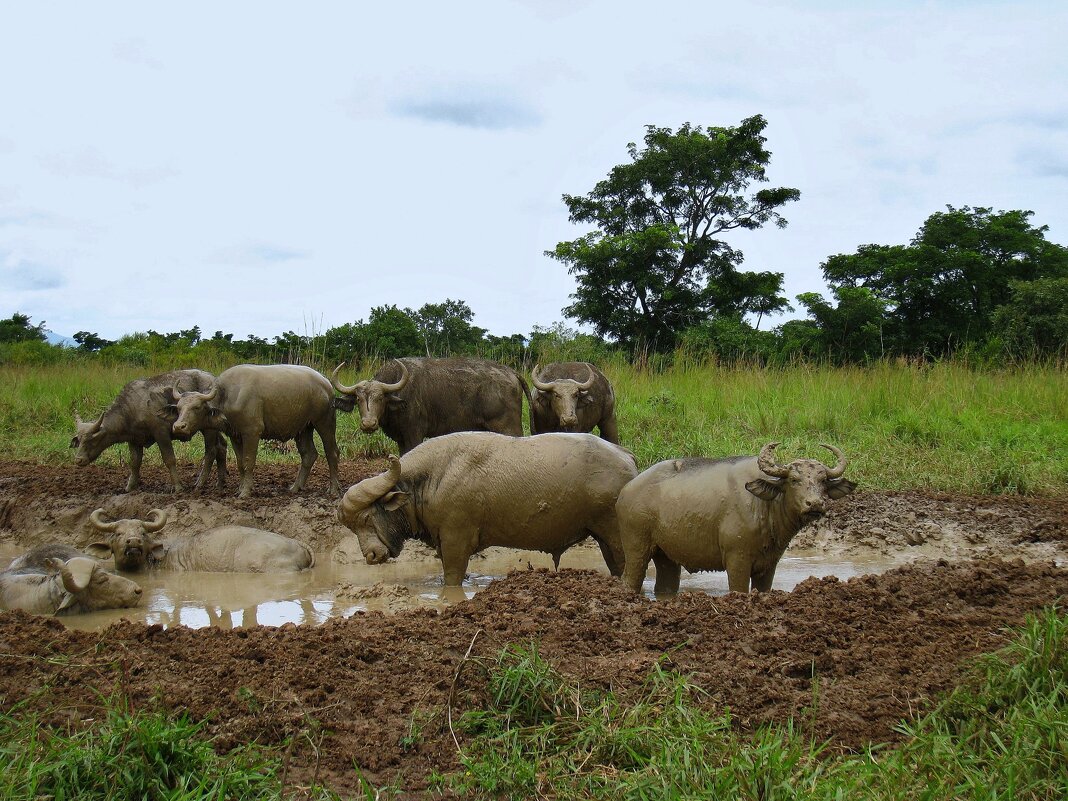Грязевые ванны в Уганде. - unix (Илья Утропов)