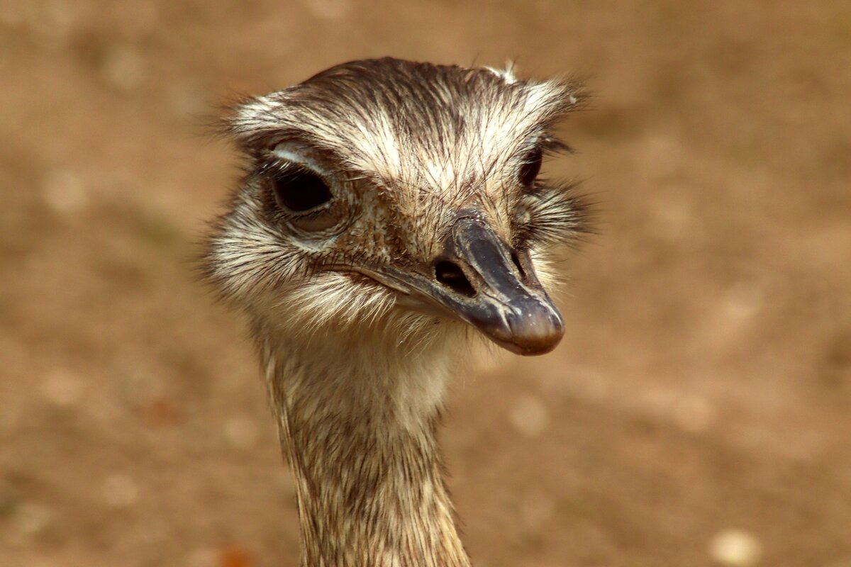 Меня кто то звал? - Юрий. Шмаков