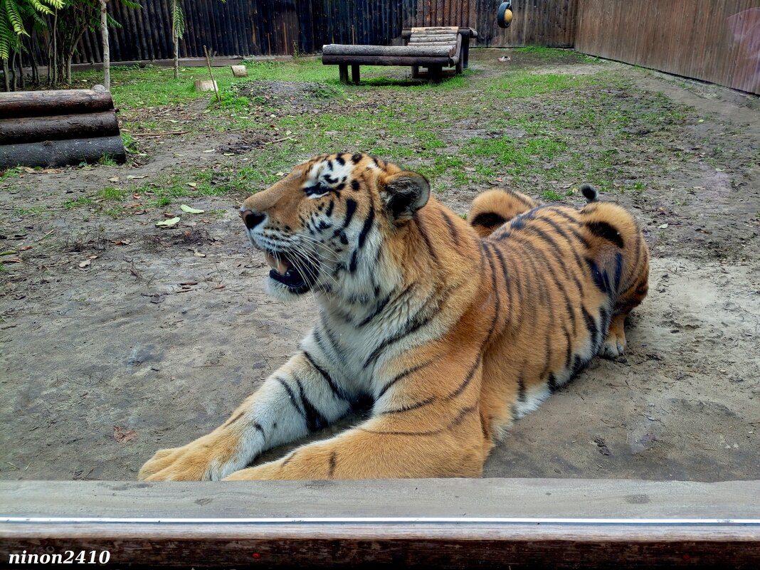 В ростовском зоопарке - Нина Бутко В ростовском зоопарке - Нина Бутко