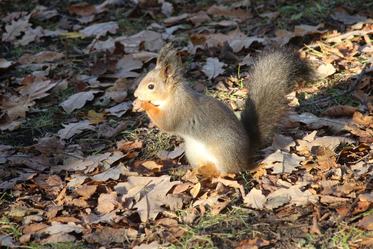 *** - Наталья Герасимова