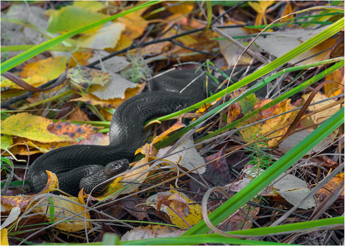 На ковре из желтых листьев... - Валентин Котляров
