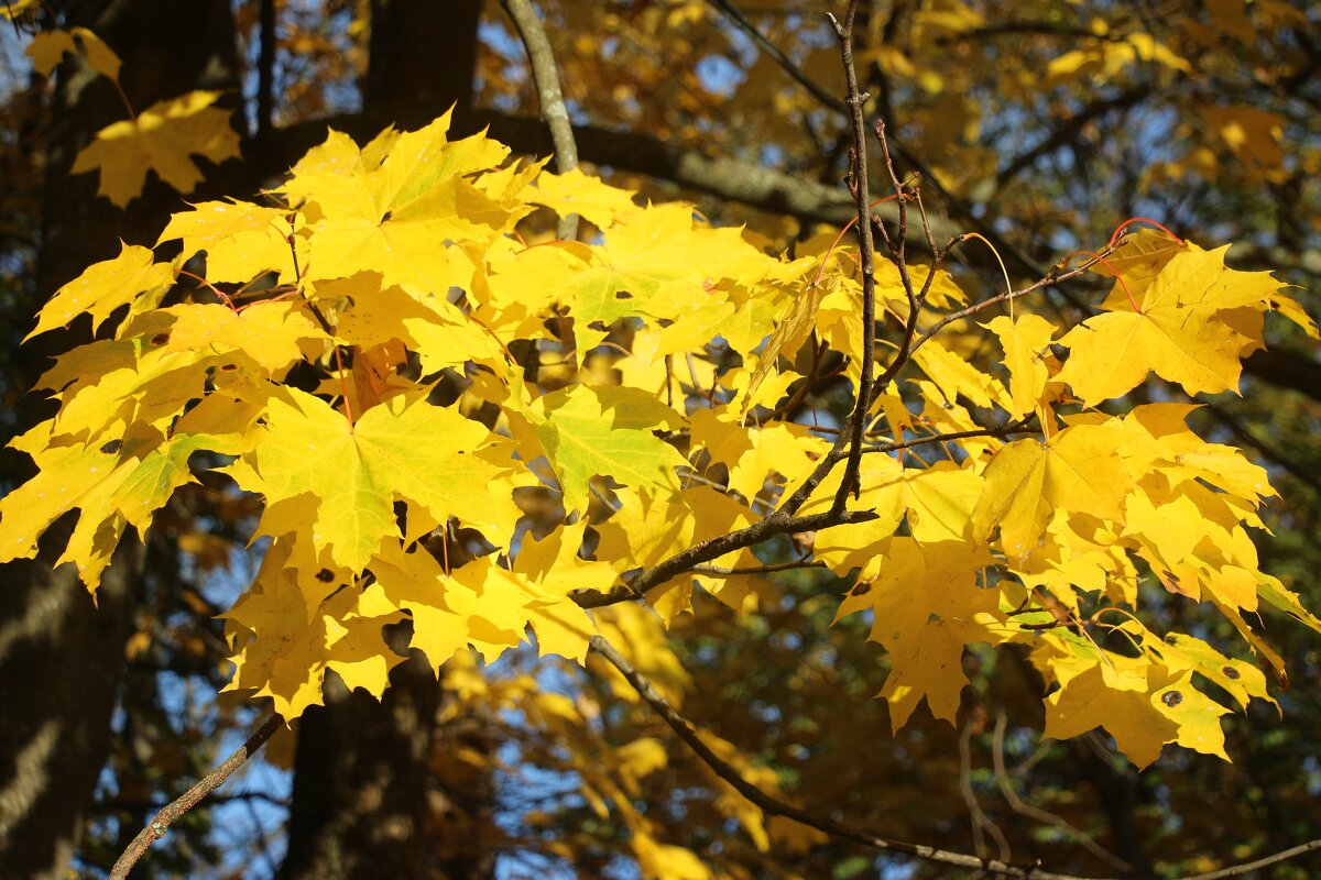 Осень на Елагином - Наталья Герасимова