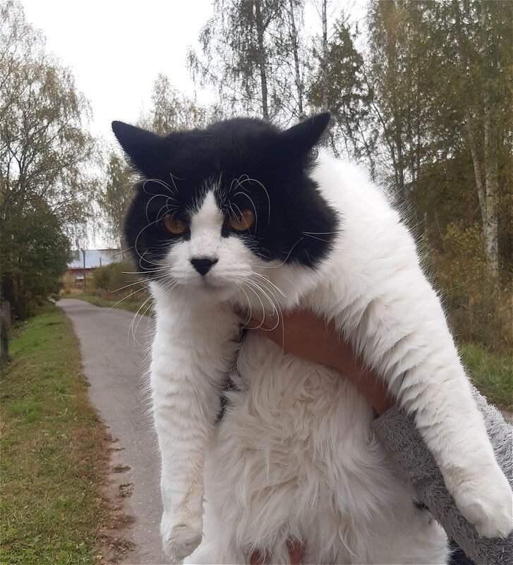 Пушок в надёжных руках! - Нина Андронова