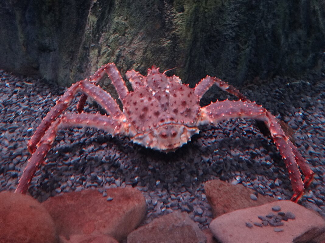 Краб - Лидия Бусурина Краб - Лидия Бусурина