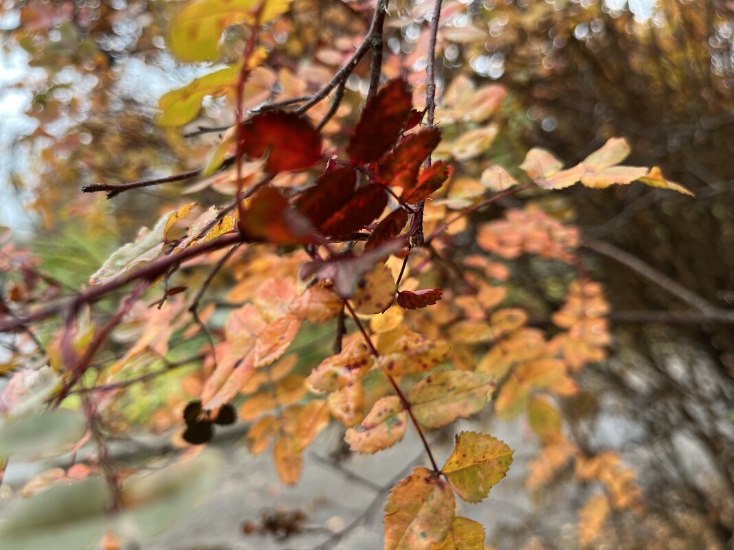 Запутались... - Olga Oskolkova