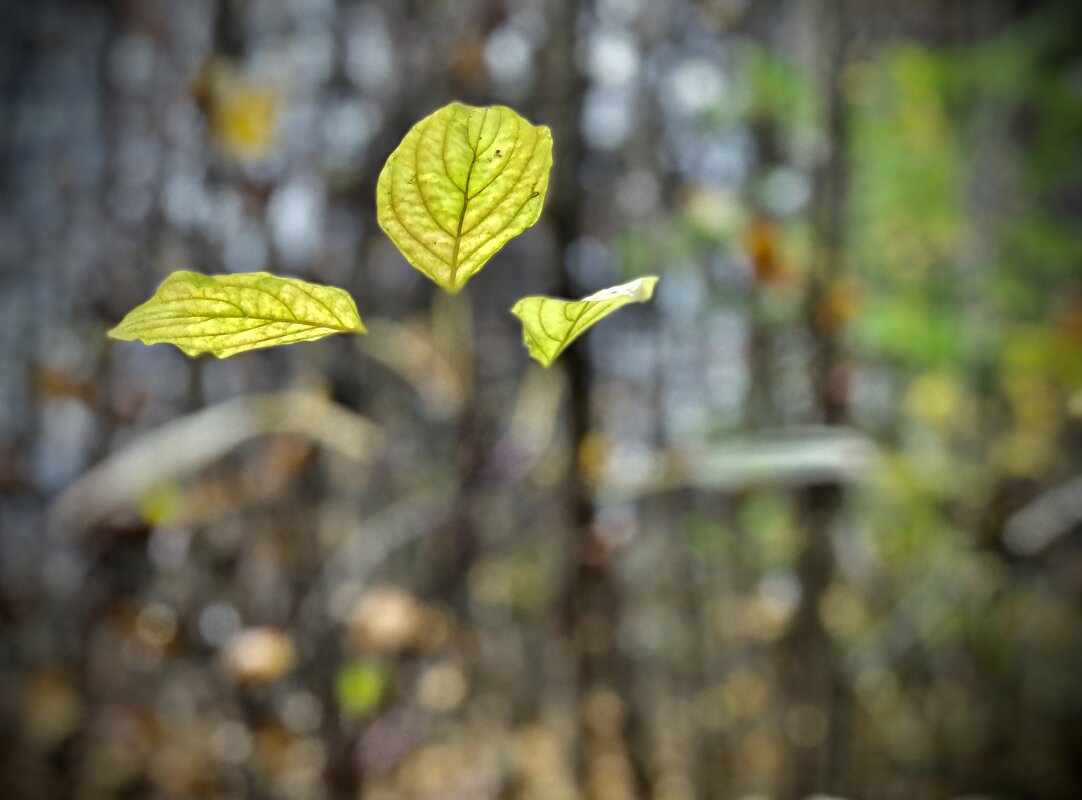 Трио. - Любовь 
