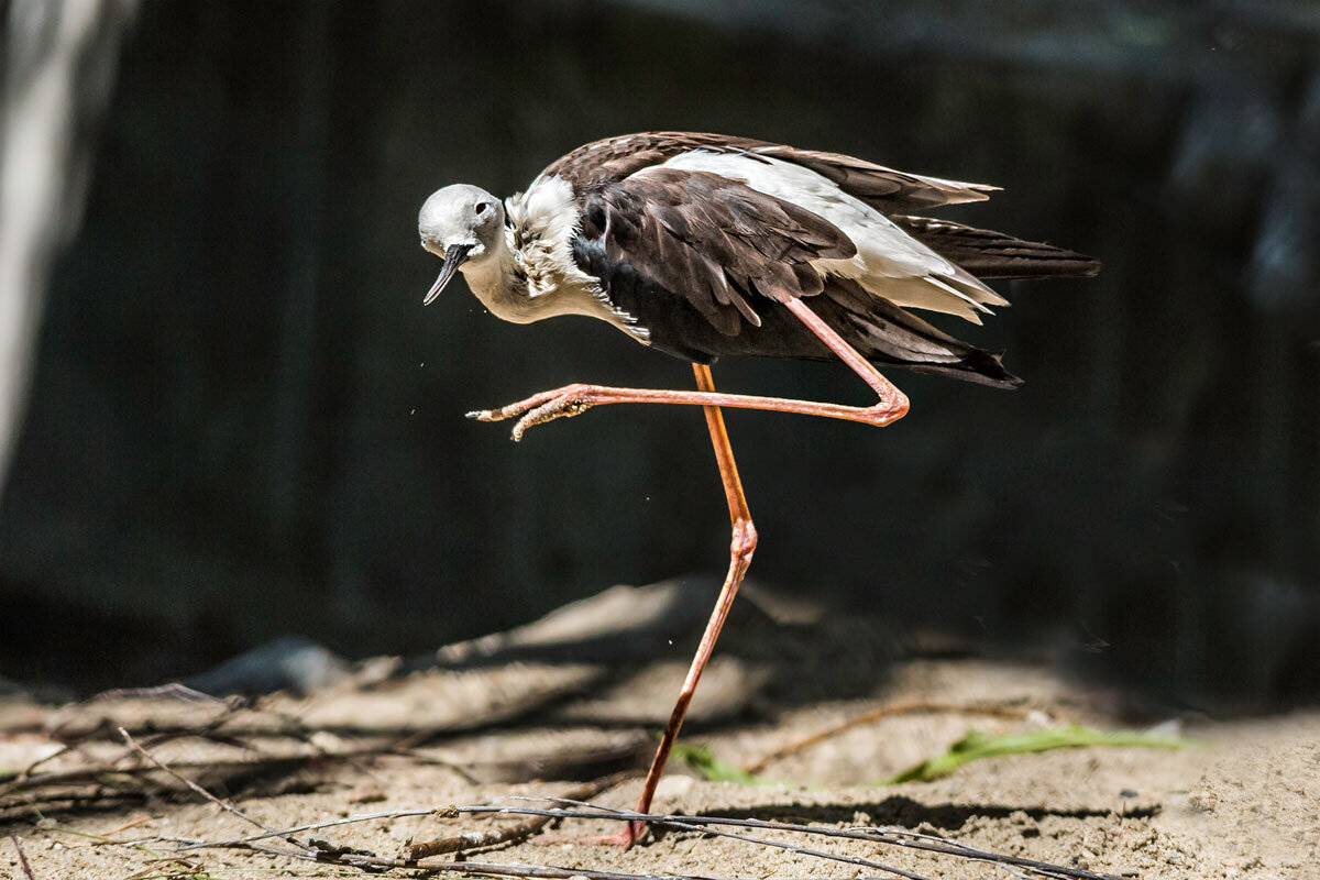 Шилоклювка - SanSan 