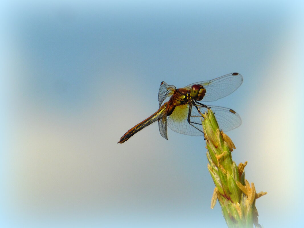 На травинке "вертолёт" вдруг закончил свой полёт. - nadyasilyuk Вознюк