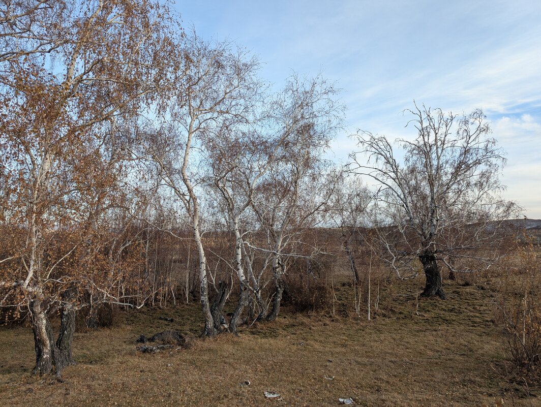 Березки - Андрей Хлопонин