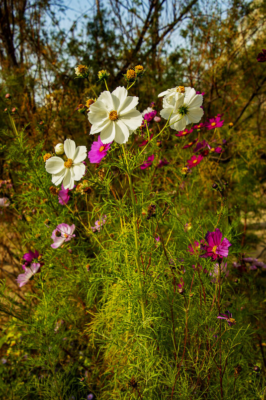 Космея - Анатолий Чикчирный Космея - Анатолий Чикчирный