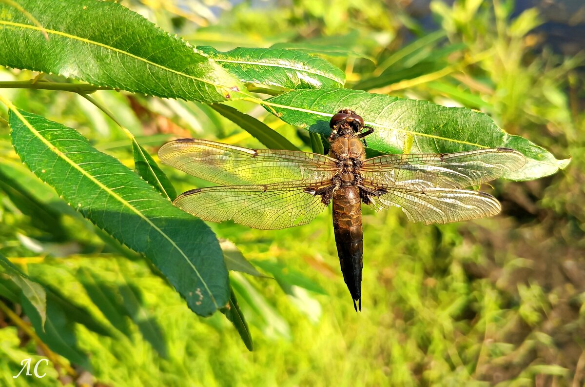 Стрекоза - Любовь Сахарова