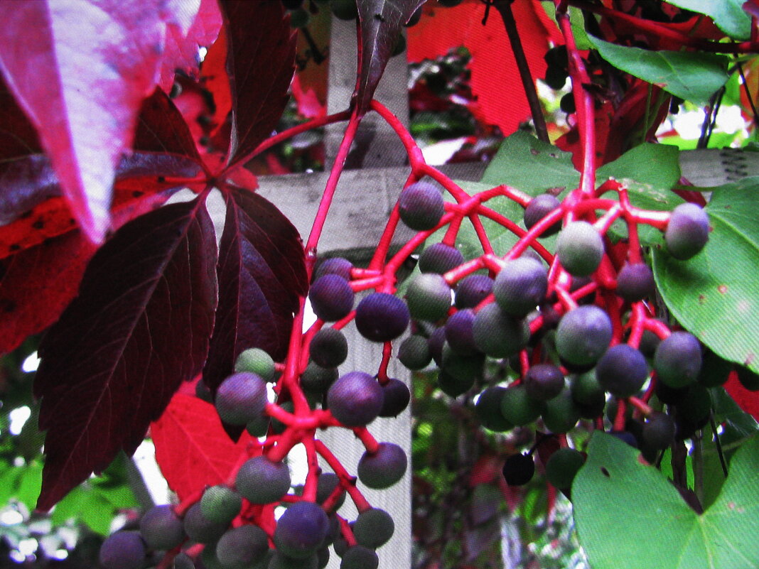 Девичий виноград - Людмила Смородинская Девичий виноград - Людмила Смородинская