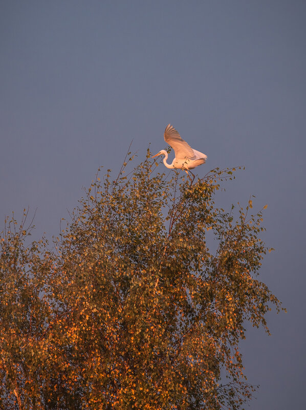 **** - Елизавета .