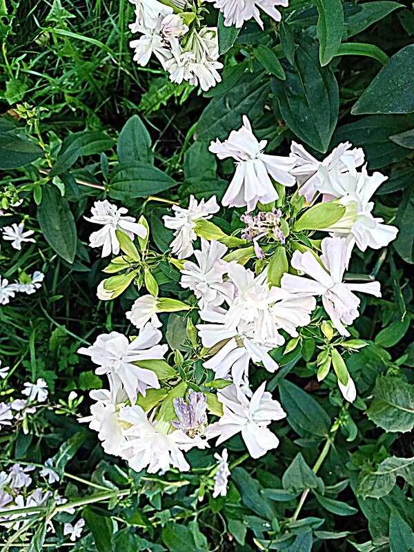 Цветы. - Владимир Драгунский