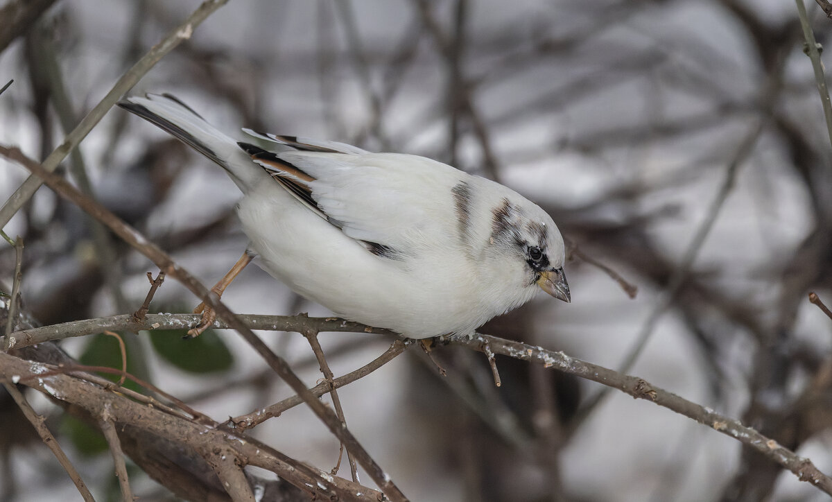 из жизни воробьев.белый воробей. - юрий макаров из жизни воробьев.белый воробей. - юрий макаров