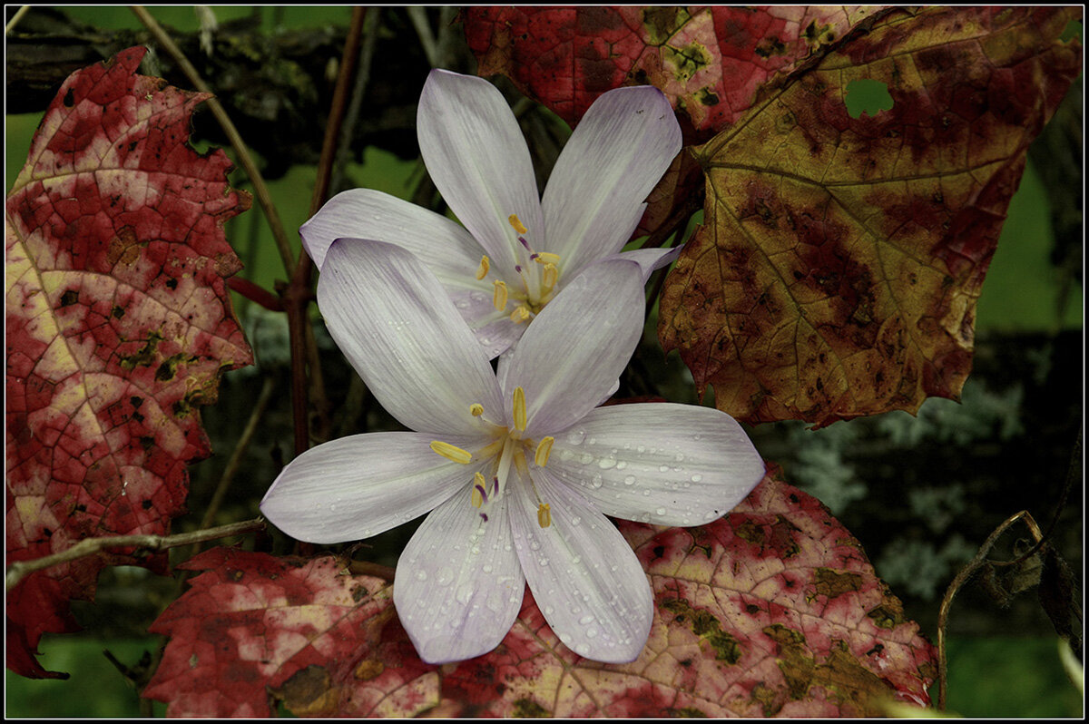 Последние из могикан - Aleksandr Gal