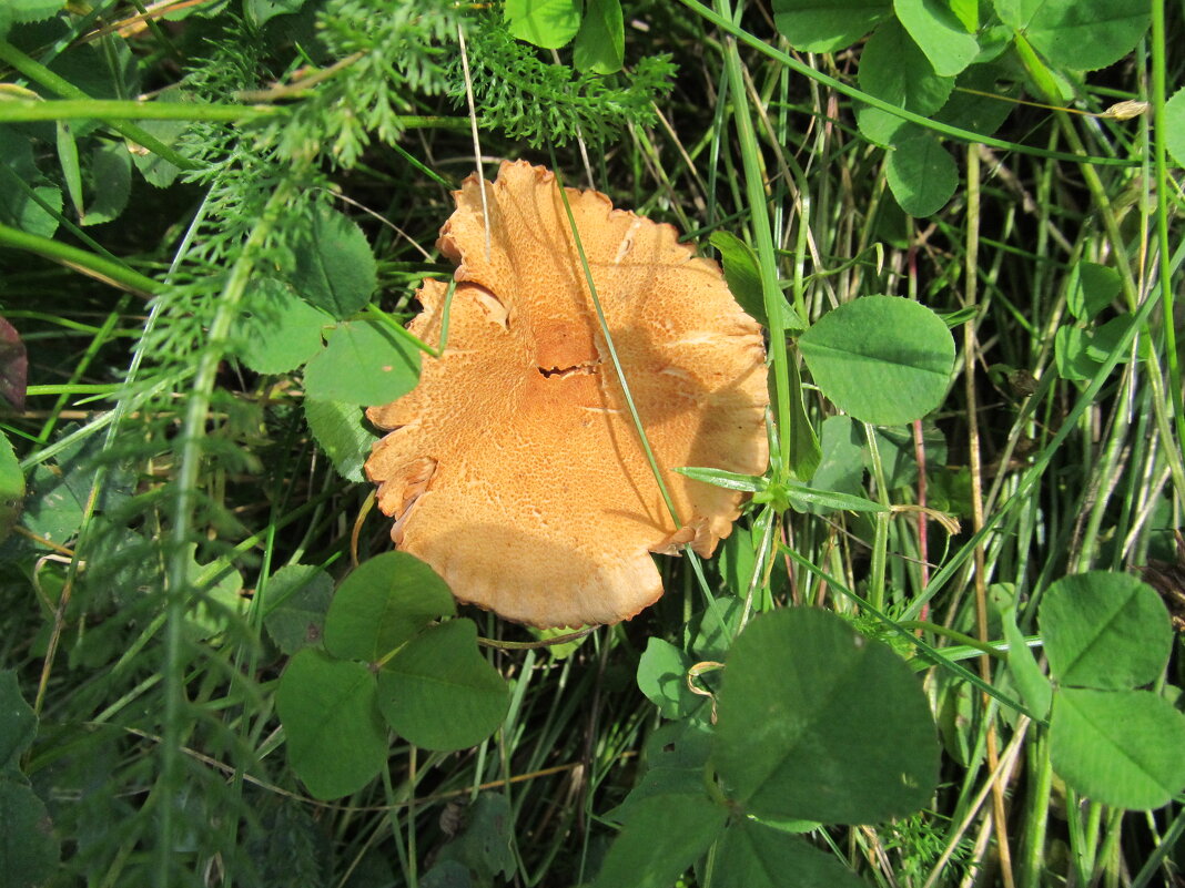 за городом - Елена Шаламова за городом - Елена Шаламова