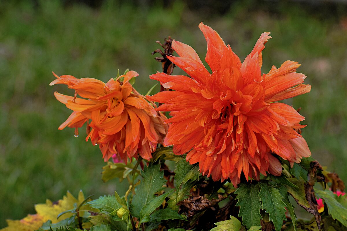 Осеннее увядание. - Татьяна Помогалова