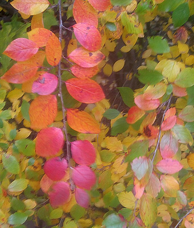 Осеннее - Елена Семигина