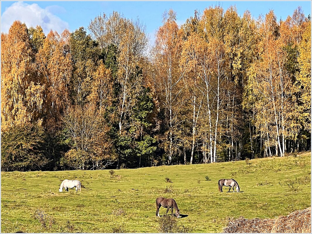 Осенний пейзаж - Валерия Комова