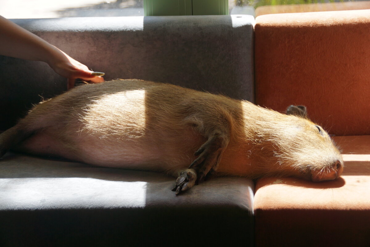 Сиеста капибары - Наталия Григорьева