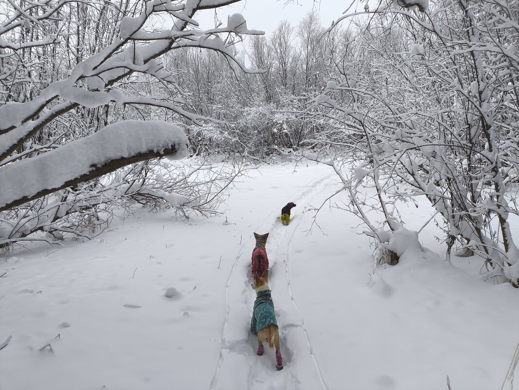 Зимние прогулки - Anna Ivanova