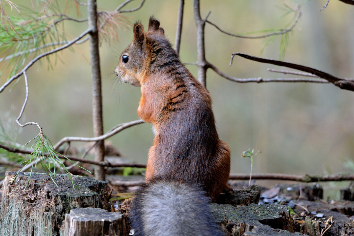 *** - Александр Зуев
