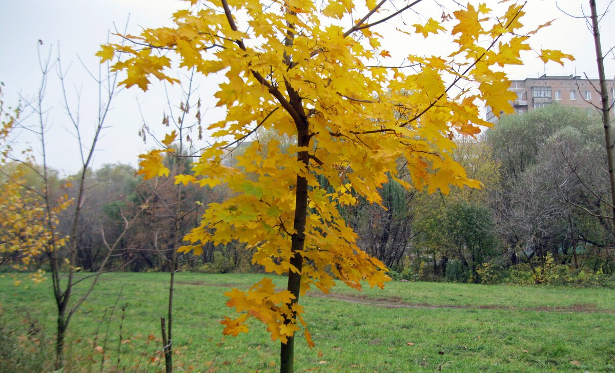 Уж роща отряхает последние листы с нагих своих ветвей... - Galina Solovova