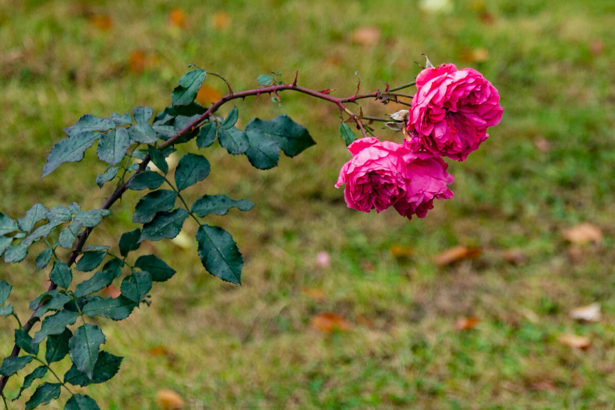 последние краски осени - Дмитрий Лупандин последние краски осени - Дмитрий Лупандин