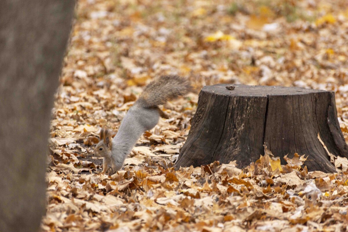и опять прыг,скок - Ирина Милонова