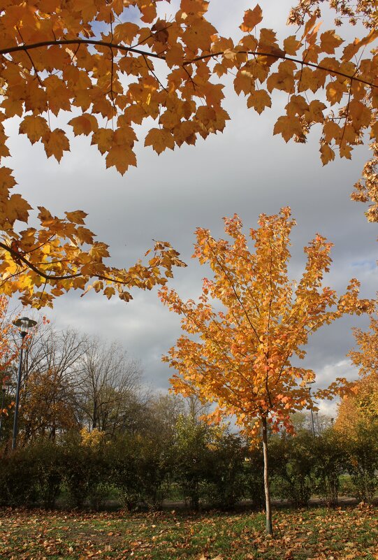 Осень в городе - Оксана Новик 