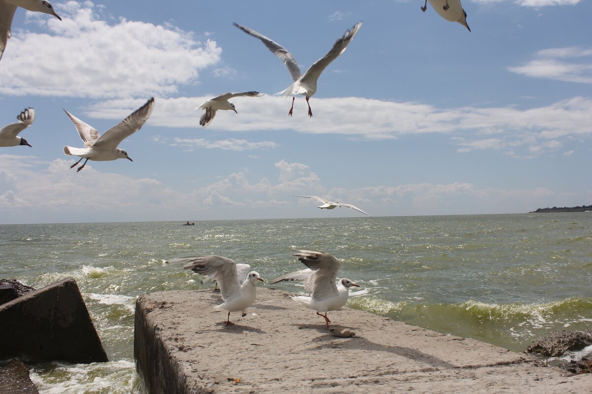 Чайки - Оксана Новик 