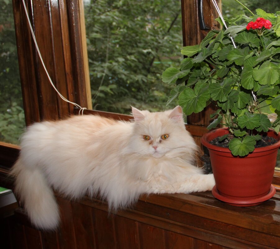 МОЙ ДОМ - Венера Чуйкова