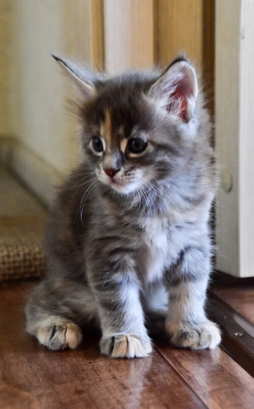 Малыш - Мейн-кун - Владимир Звягин