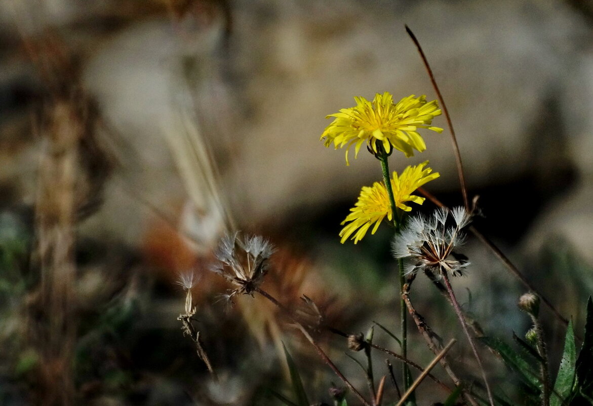 Осень... - Николай Саржанов