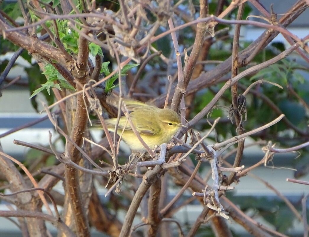 Пеночка - Татьяна Венцель