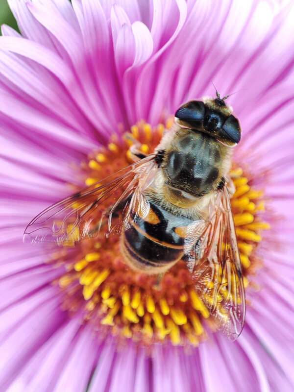 Последние (осенние) букашки 2025 - AZ east3