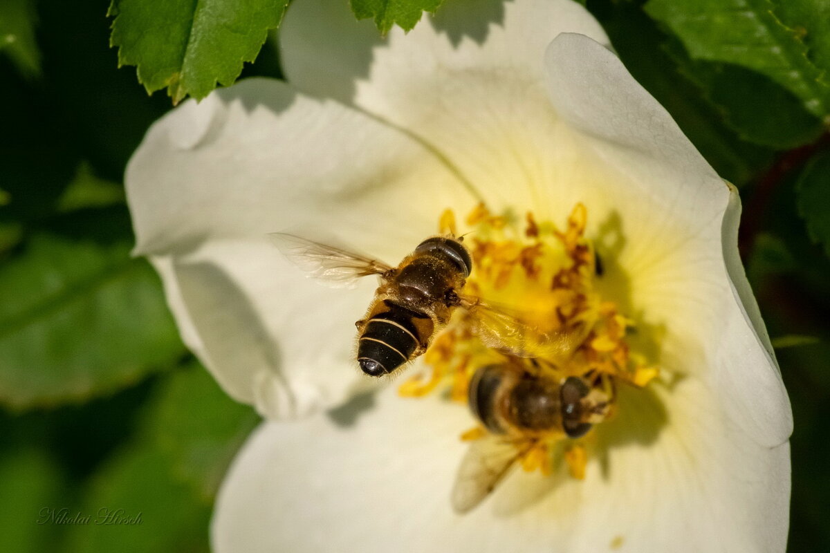 Журчалочки... - Николай Гирш Журчалочки... - Николай Гирш