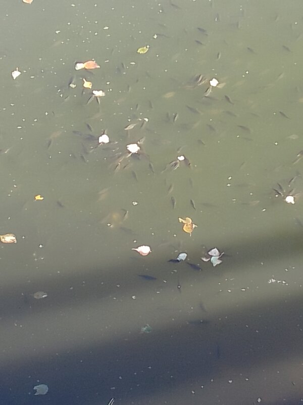 Кормлениетмалька - Лека Кормлениетмалька - Лека