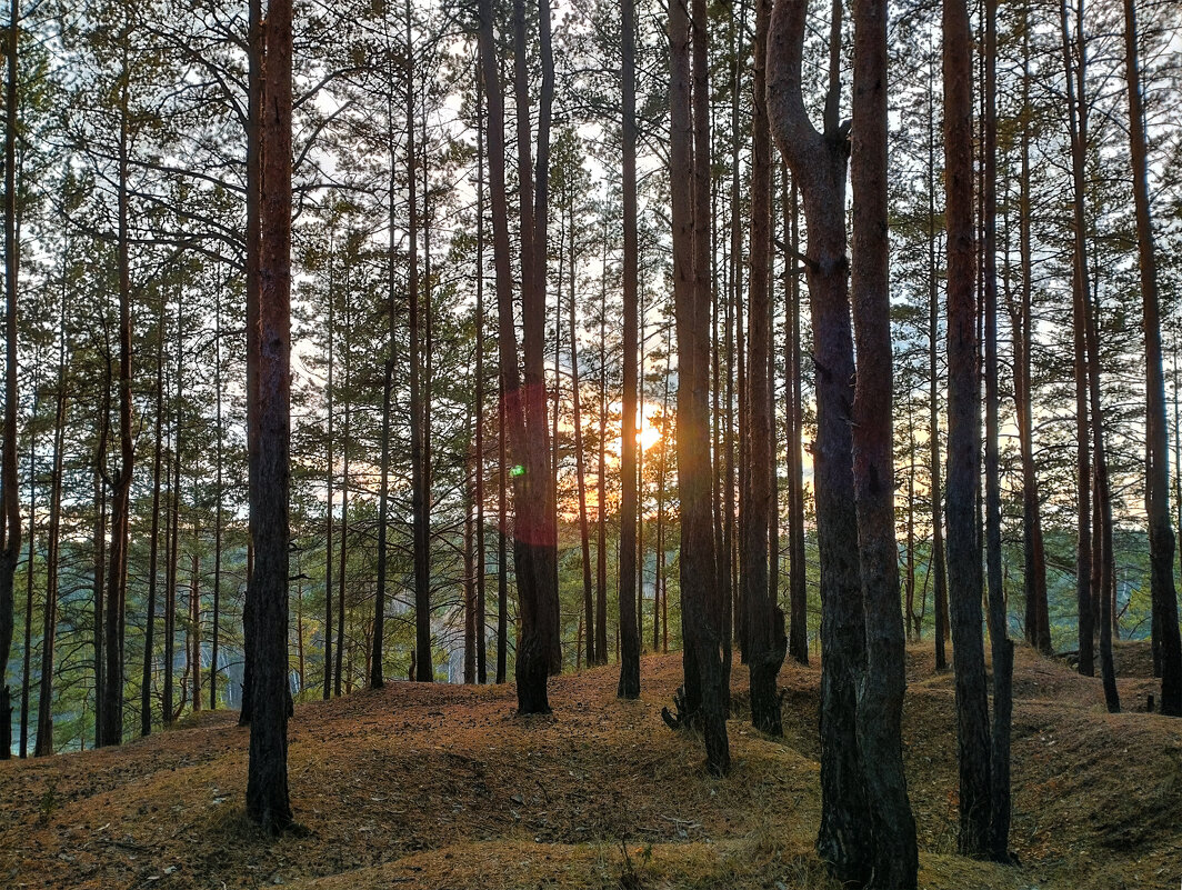 И лес замрёт, готовый к зимней спячке - Дмитрий Костоусов