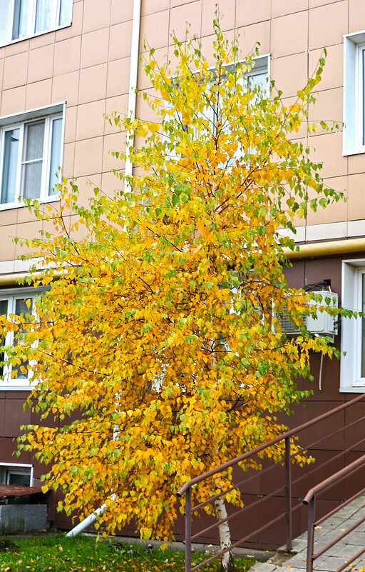 Золотая осень под окном - Светлана 