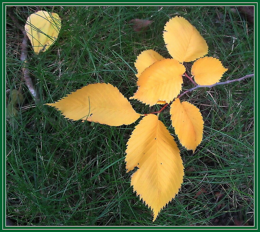 Осенний этюд - Ольга Довженко