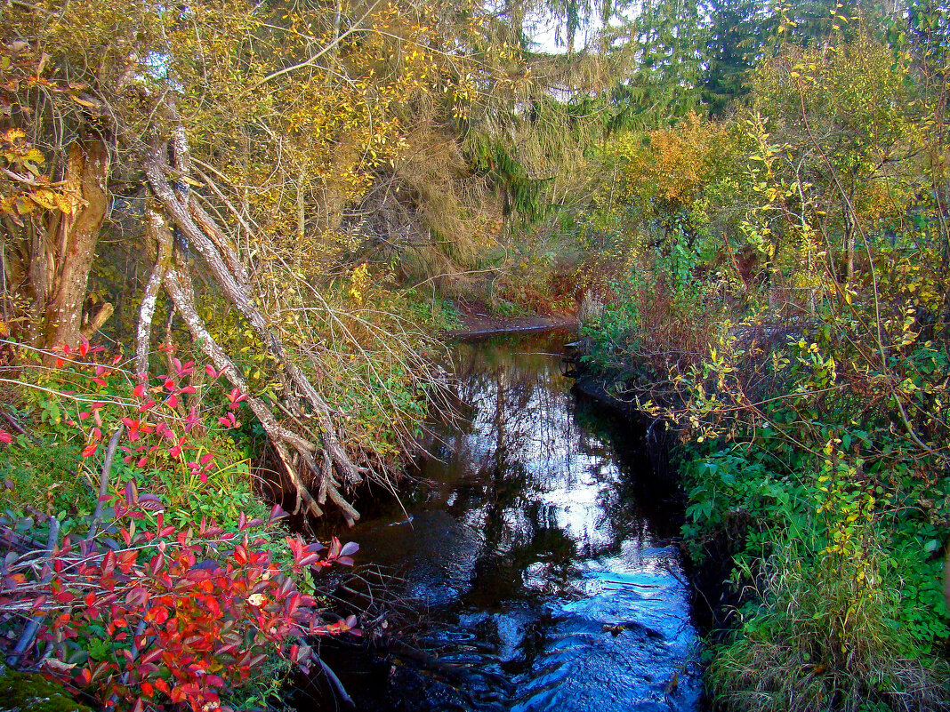 лесная река - gawrilа - dan