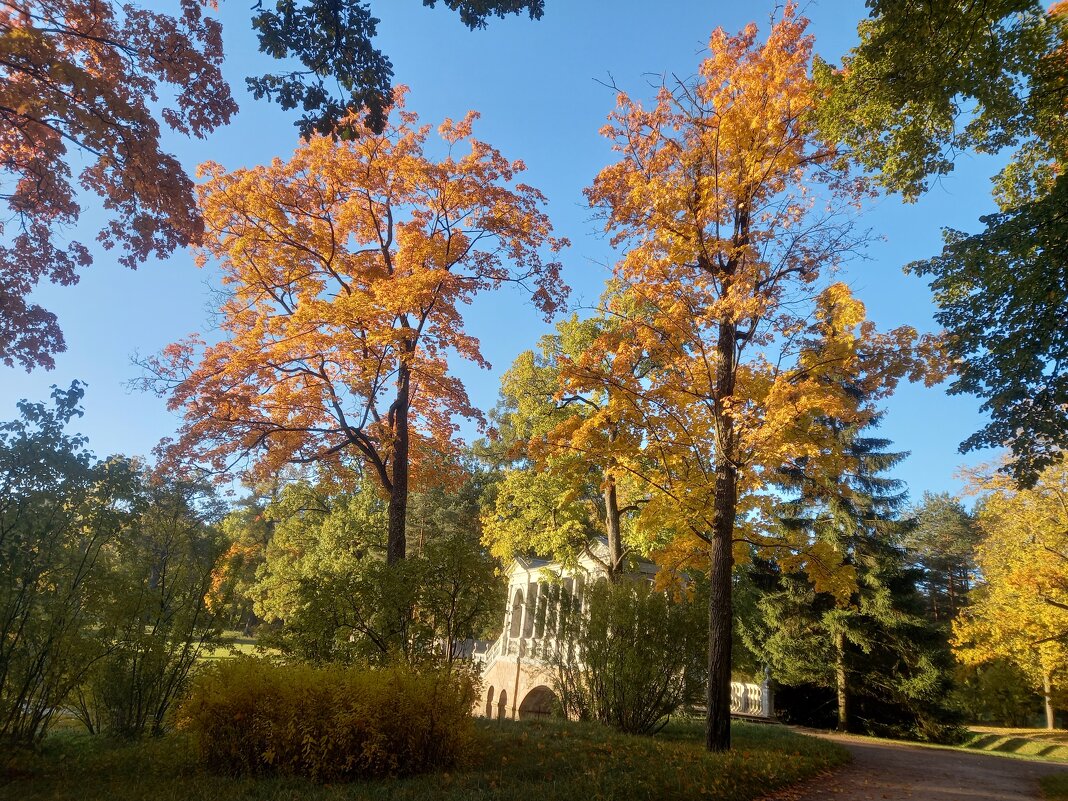 Осень - Сапсан 