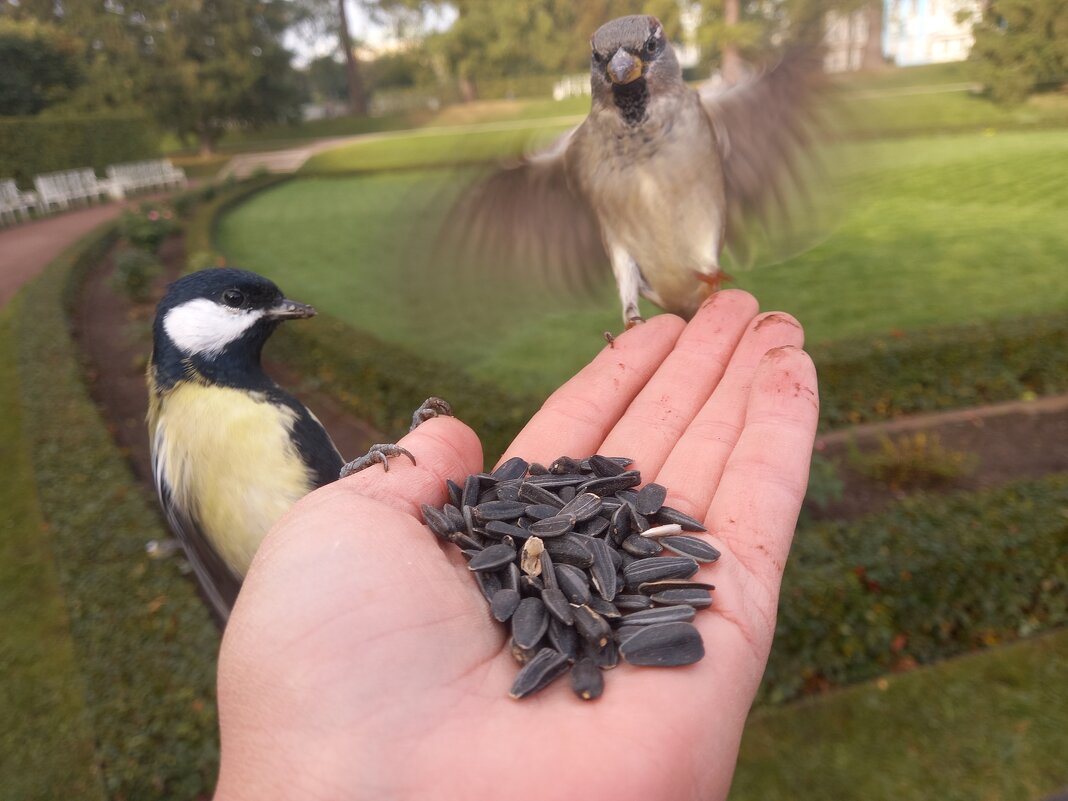Воробей и синица - Сапсан 
